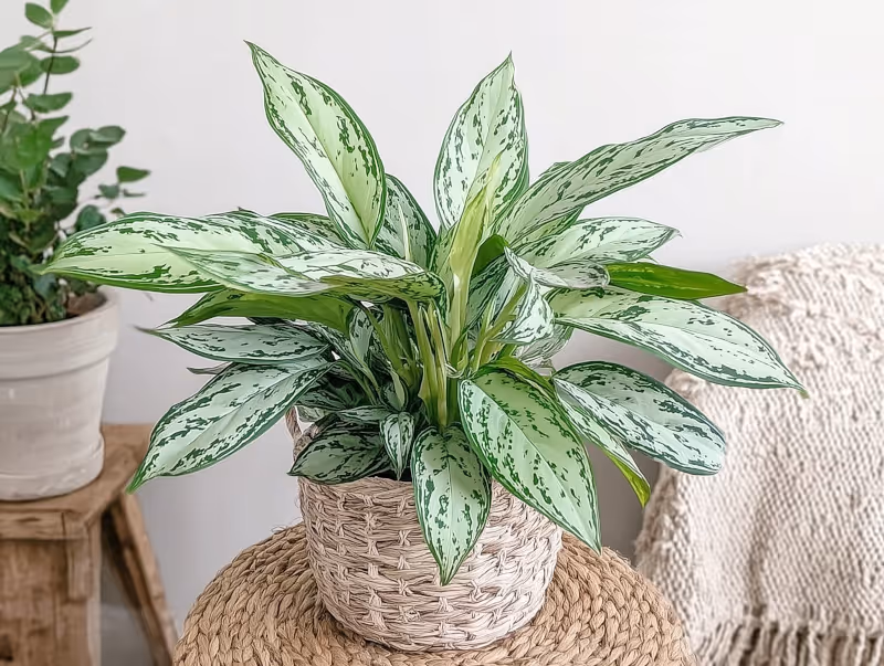 Aglaonema plant