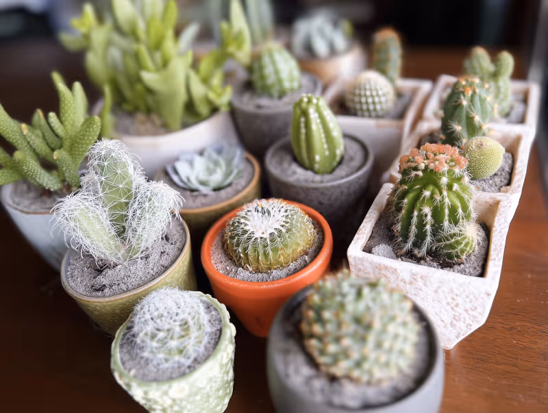 Different varities of cactuses