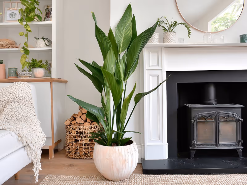 Cast Iron Plant in interior