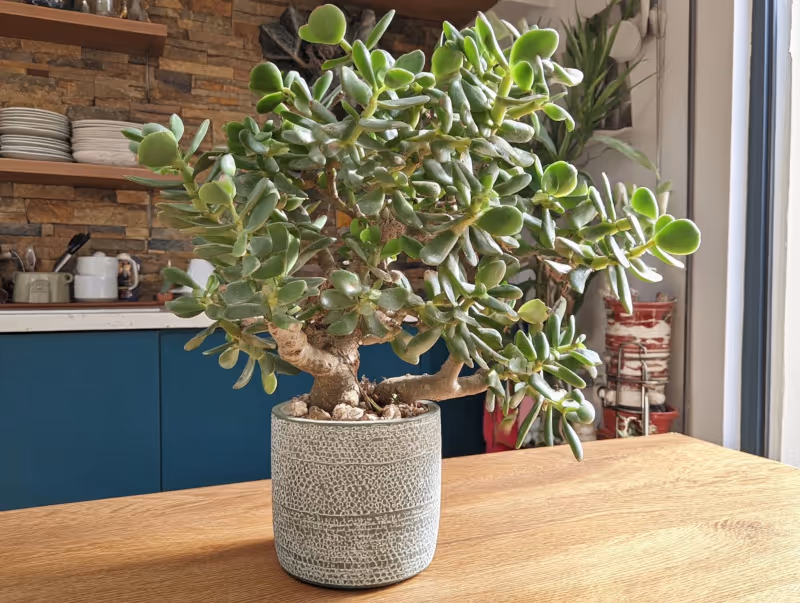Jade plant - easy to maintain