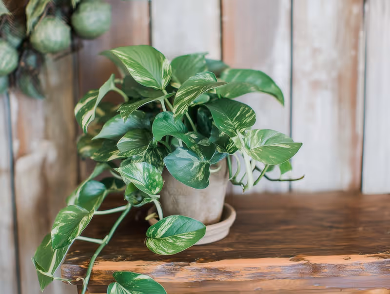 Pothos plant