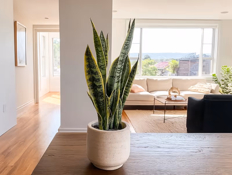 Snake plant in interior