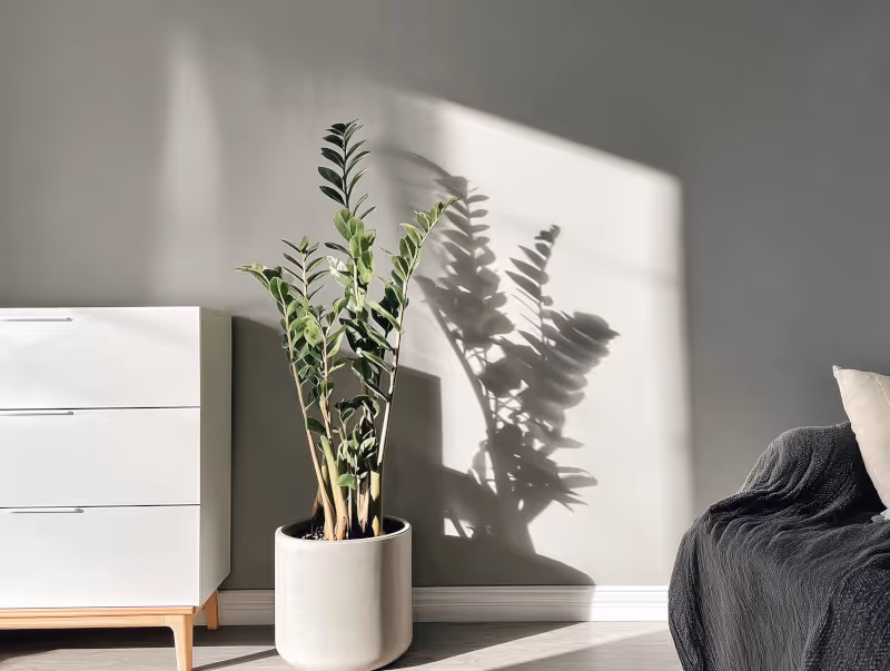 ZZ plant in living room