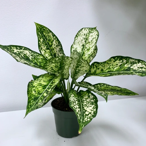 Aglaonema