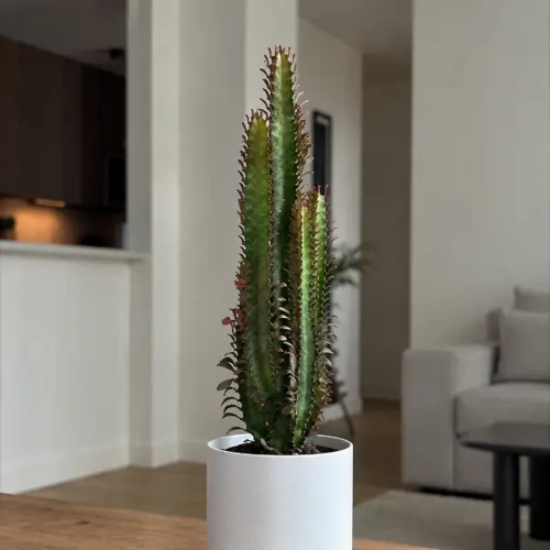 African Milk Tree