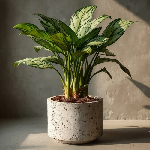 Aglaonema