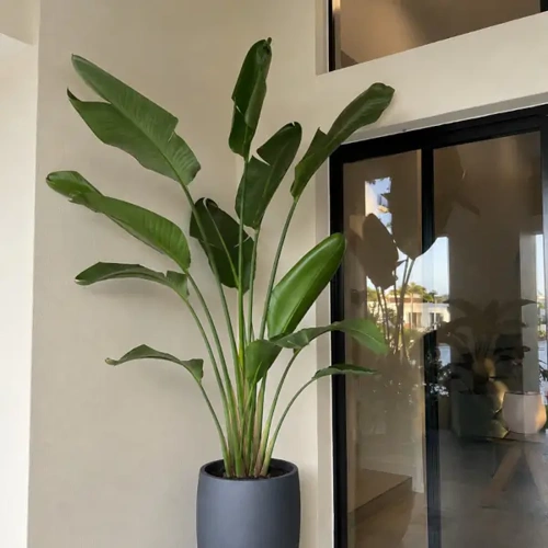 Bird of Paradise