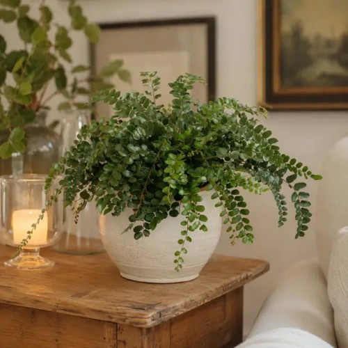 Button Fern