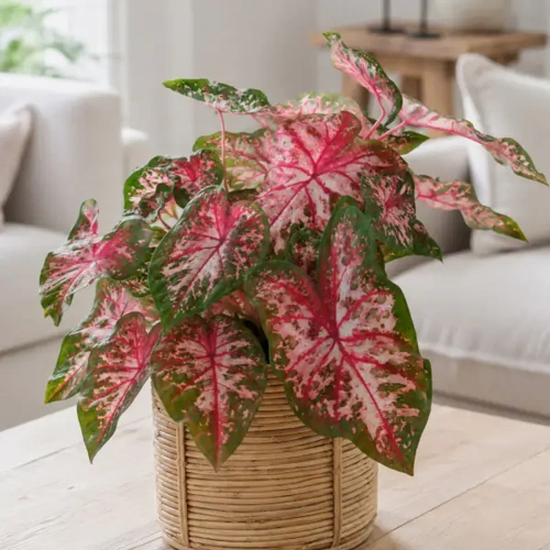 Caladium