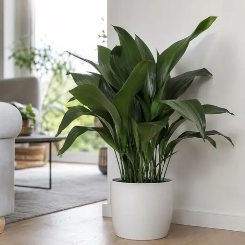 Cast Iron Plant