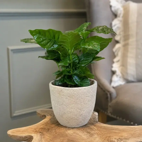Coffee Plant
