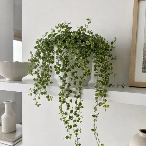 Creeping Fig