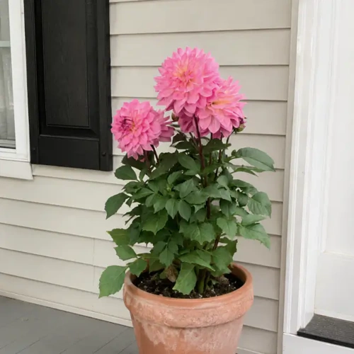 Dahlia
