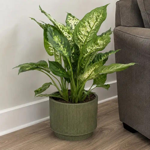 Dumb Cane