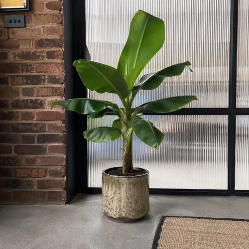 Dwarf Banana Plant