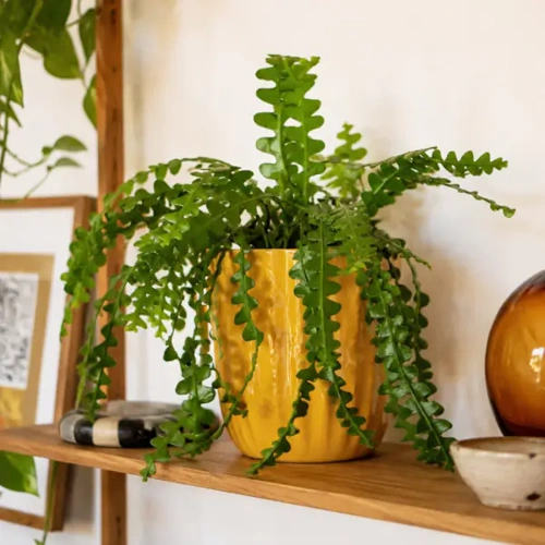 Fishbone Cactus