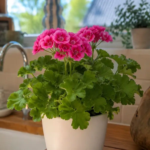 Zonal Geranium