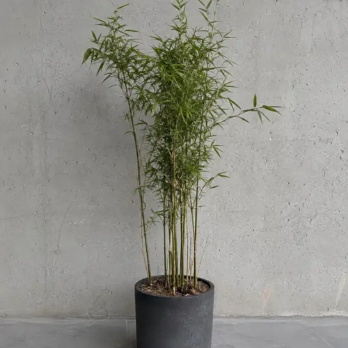 Golden Bamboo