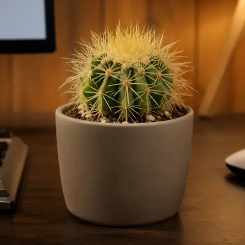 Golden Barrel Cactus