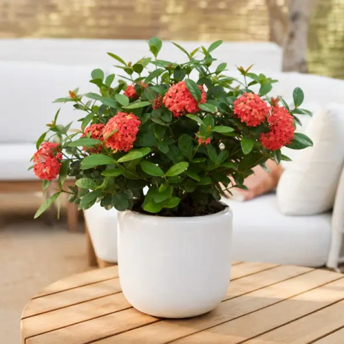 Ixora