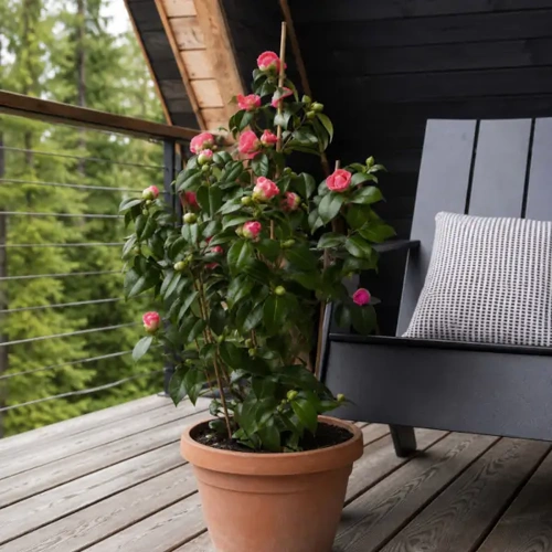 Japanese Camellia