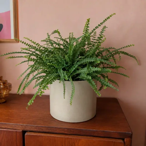 Lemon Button Fern