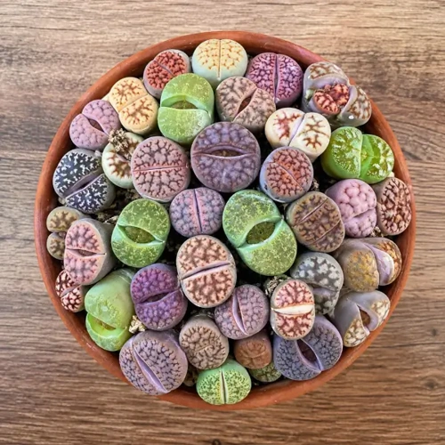 Living Stones