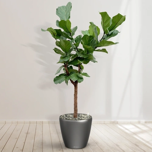 Ficus lyrata