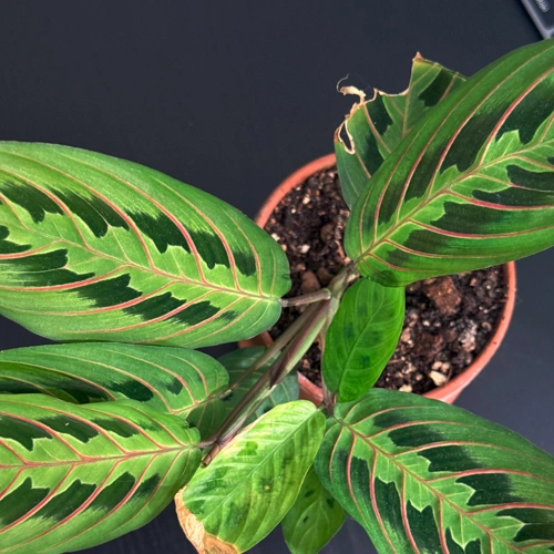 Maranta