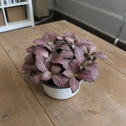 Nerve Plant
