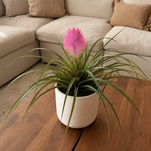 Pink Quill