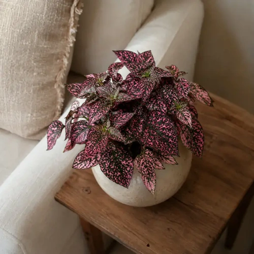Polka Dot Plant