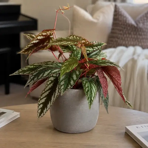 Rex Begonia Vine