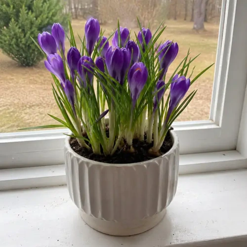 Spring Crocus