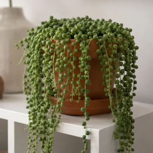 String of Pearls