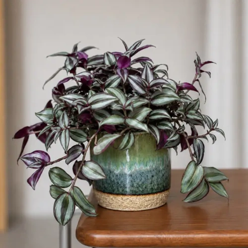 Tradescantia Zebrina
