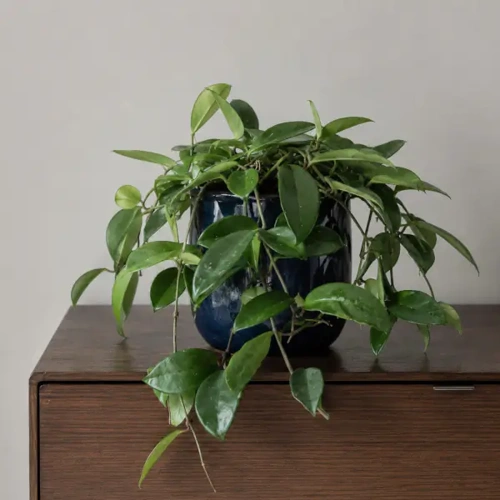 Wax Plant