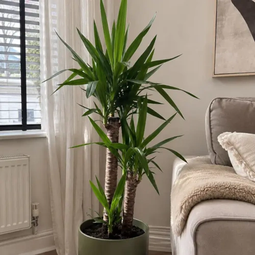 Yucca Cane