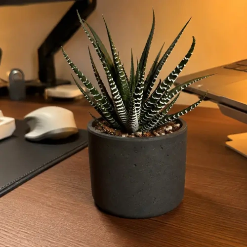 Zebra Haworthia