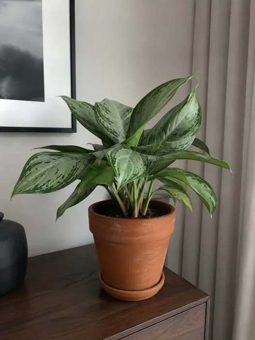 Aglaonema plant, image 2