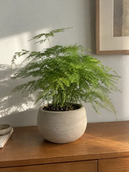 Asparagus Fern plant, image 1