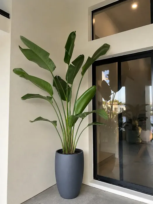 Bird of Paradise plant, image 1