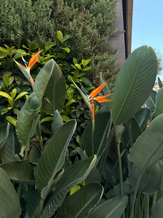 Bird of Paradise plant, image 2