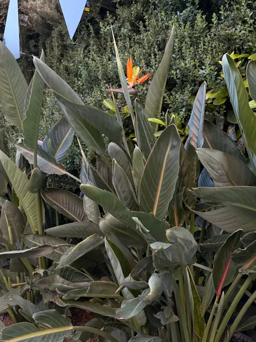 Bird of Paradise plant, image 3