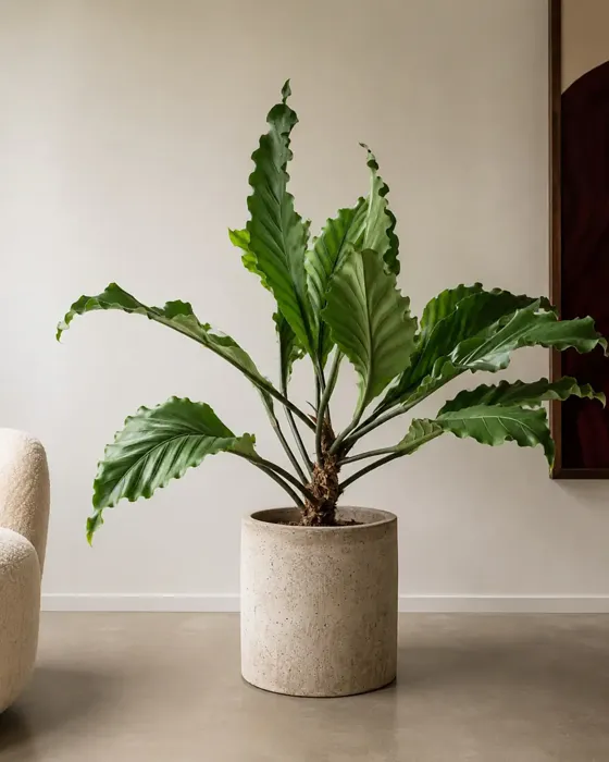 Bird’s Nest Anthurium plant, image 1
