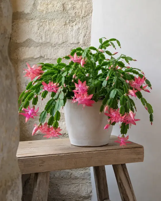 Christmas Cactus plant, image 1