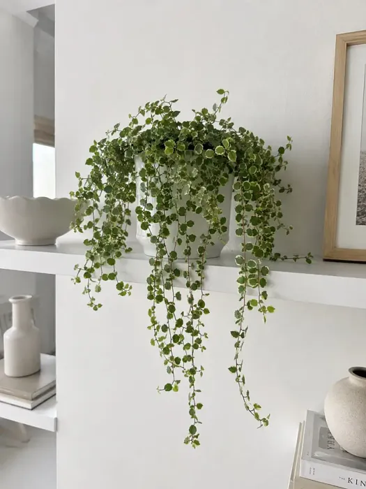 Creeping Fig plant, image 1