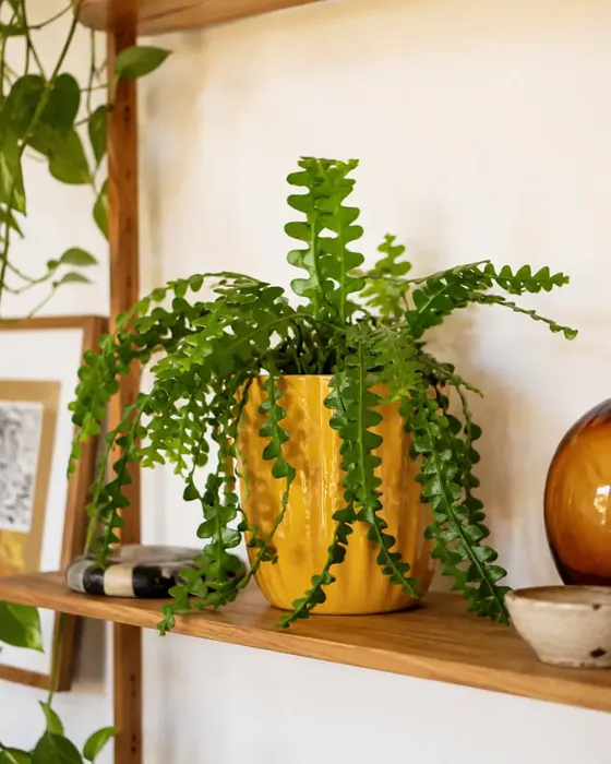 Fishbone Cactus plant, image 1