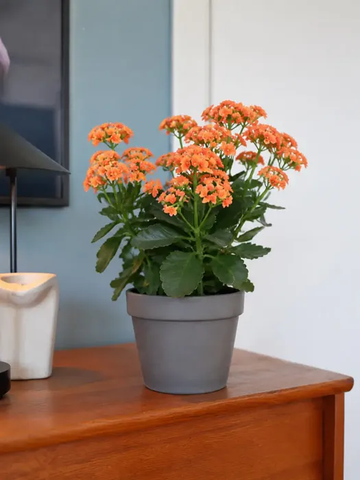 Florist’s Kalanchoe plant, image 1
