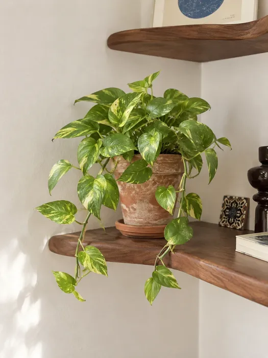 Golden Pothos plant, image 1